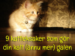 9 kattleksaker som driver din katt till vansinne