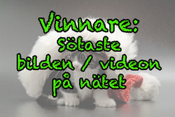 Vinnaren av "Sötaste bilden/videon på nätet"-tävlingen